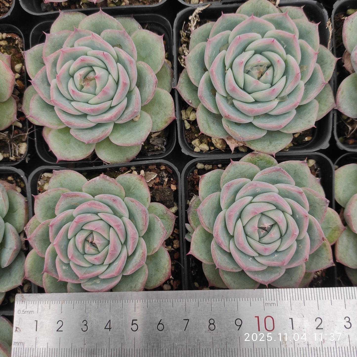 18897 Echeveria Pink Crystal Rose (7cm pot size)