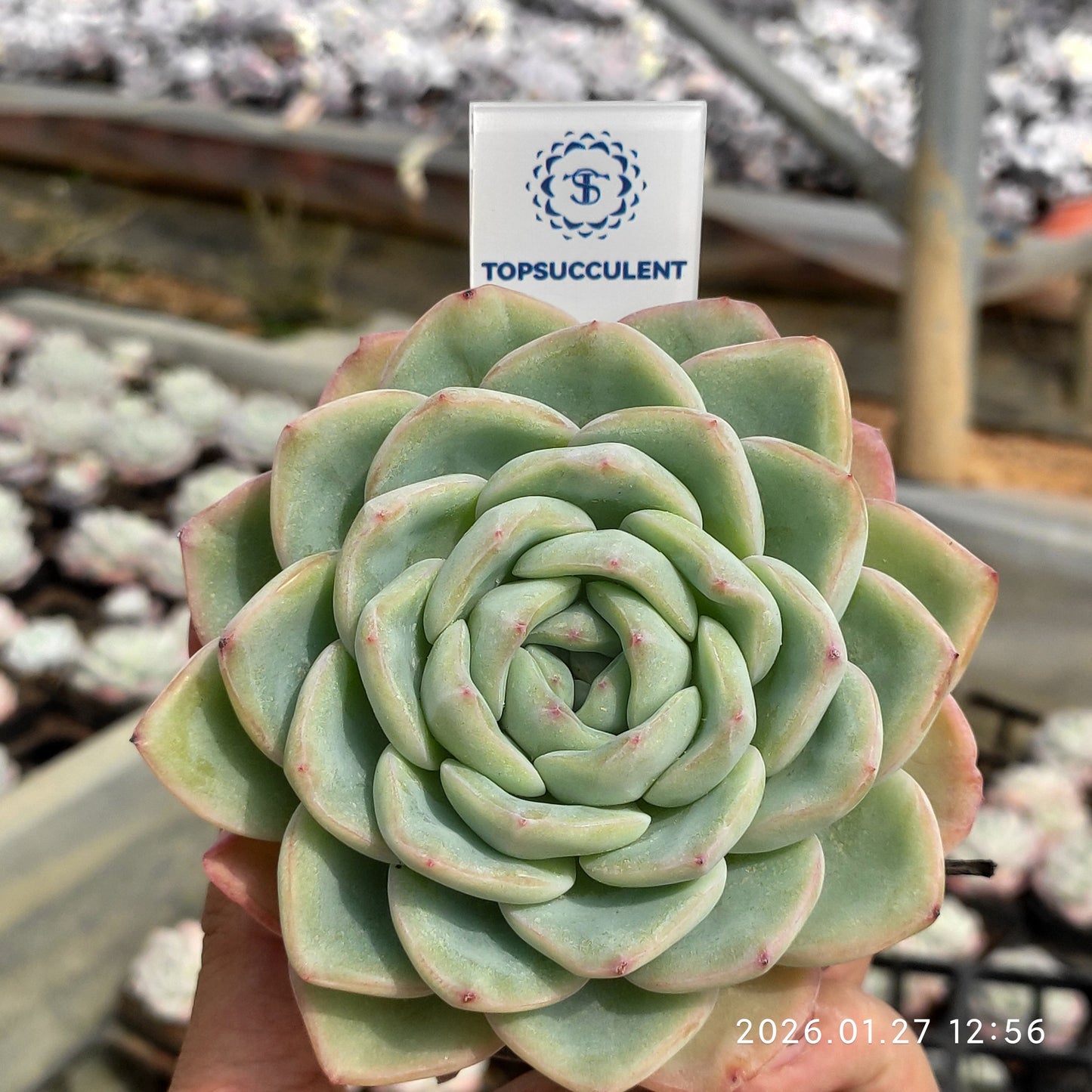 18815 Echeveria Amabille (9cm pot size)