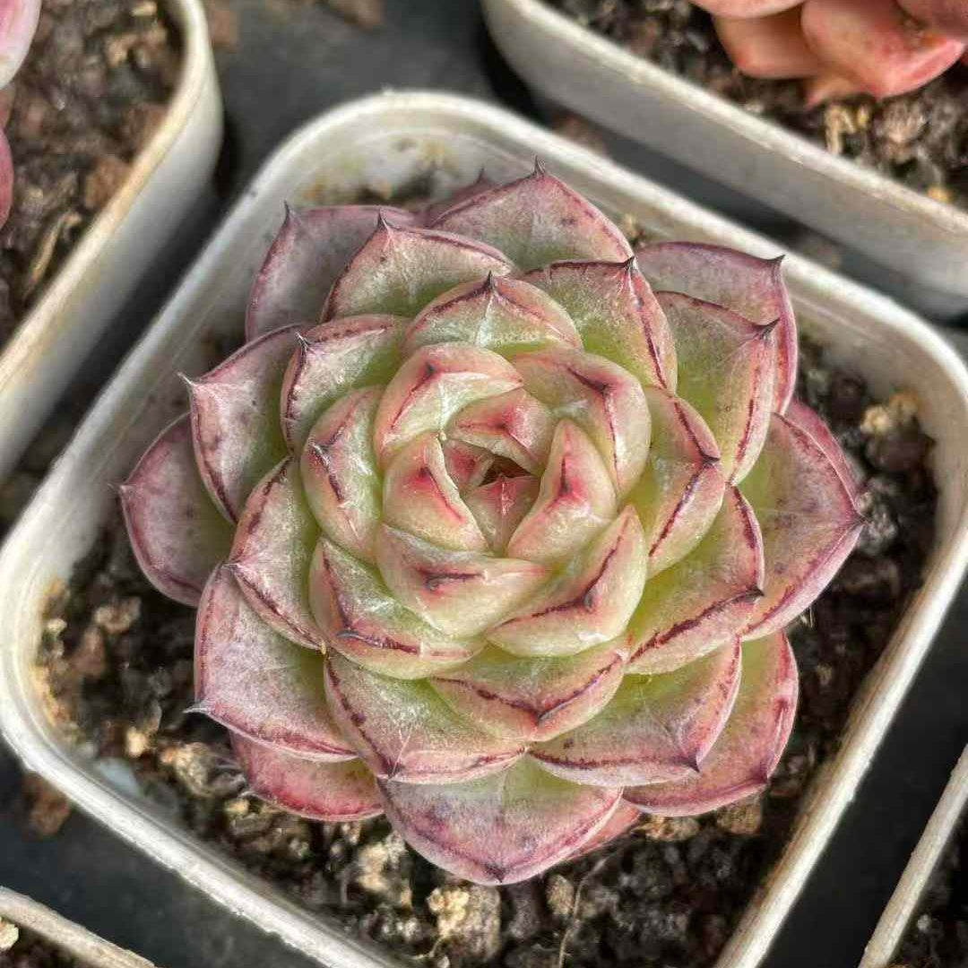 24174 Echeveria Sticky Rice (7cm pot size)