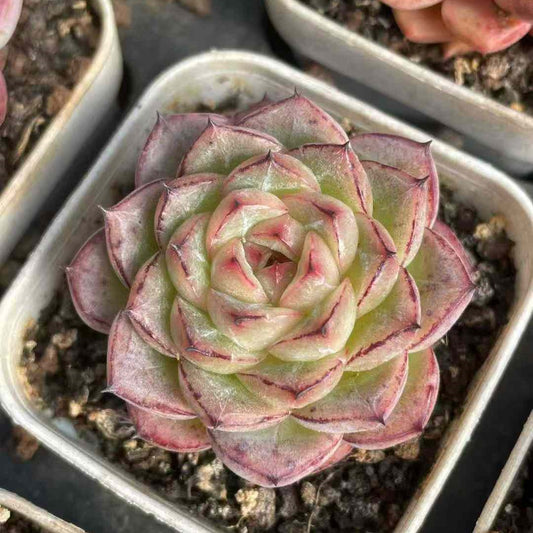25149 Echeveria Sticky Rice (7cm pot size)