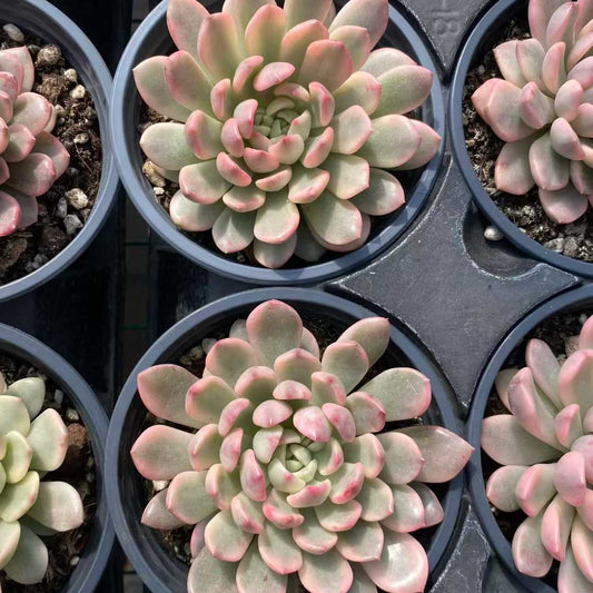 18791 Echeveria Pink Rubby Variegated (9cm pot size)