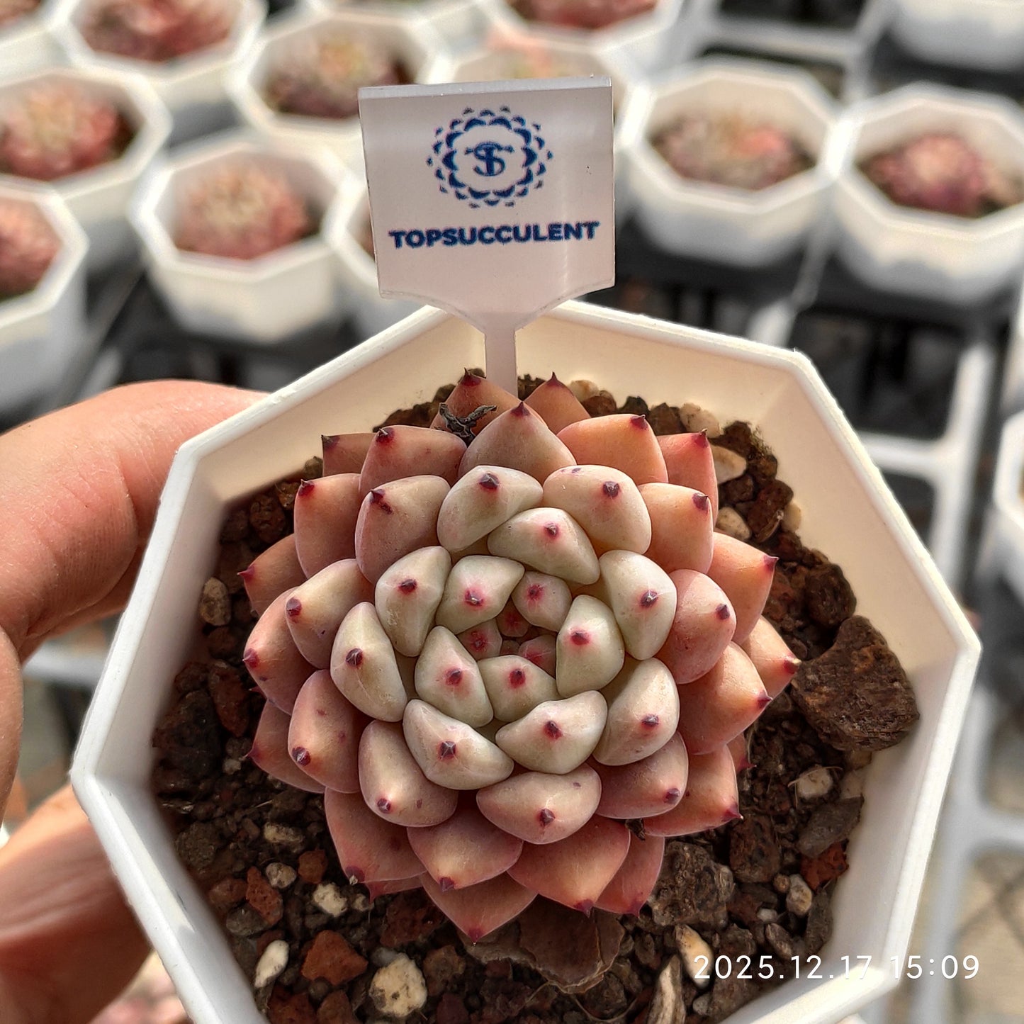 14283 Echeveria Zaragosa Angel (7cm pot size)