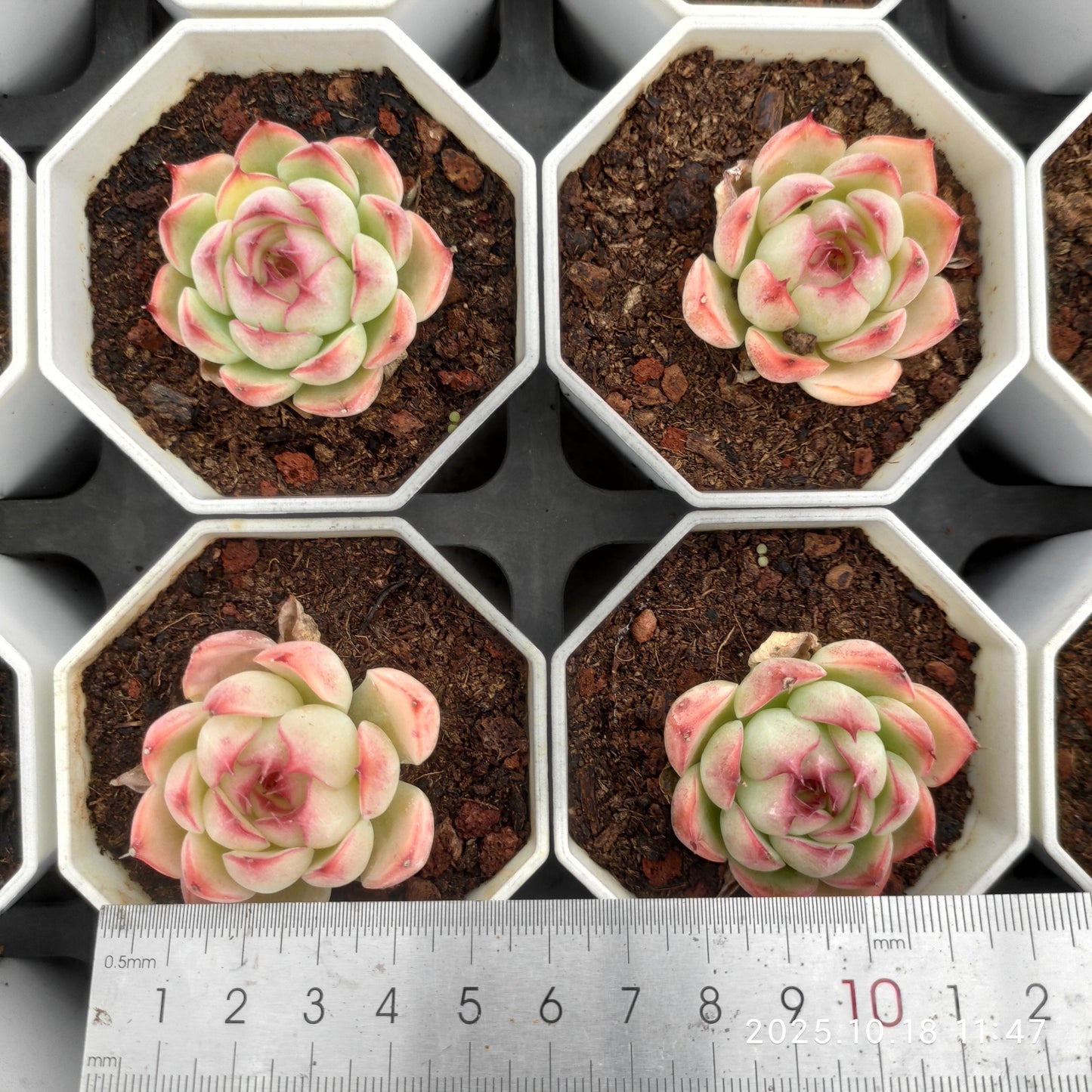 YBB209 Echeveria Enchanting Fairy(7cm pot size)