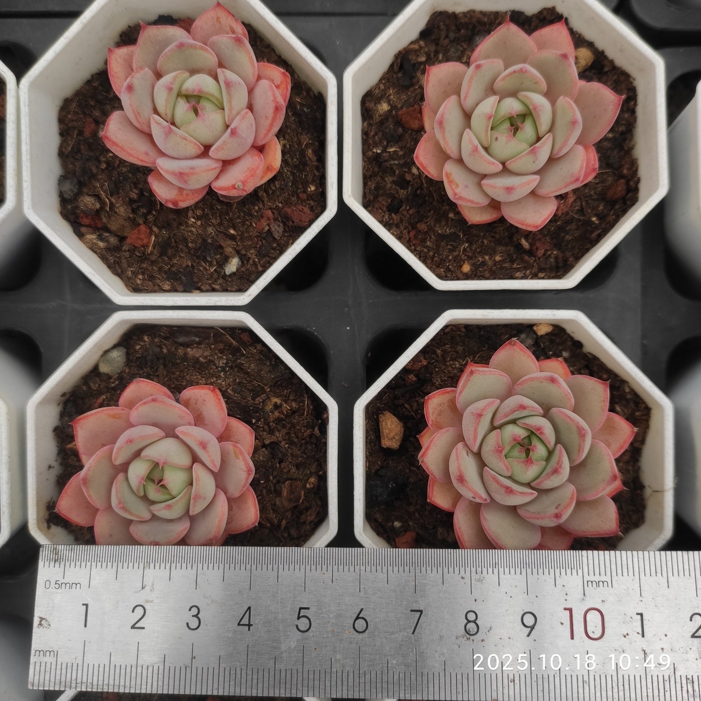 18575 Echeveria Rose Woman x Benbadis (6.5cm pot size)