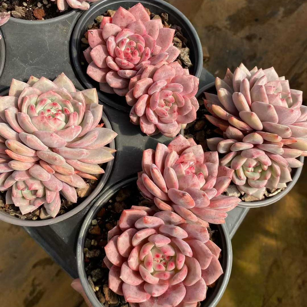24802 Echeveria Ariel (12.5cm pot size)