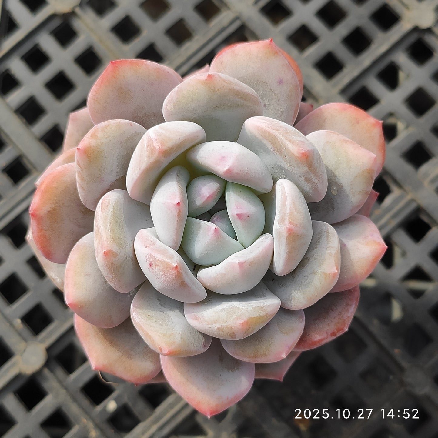 20161 Echeveria Orange Monroe (5cm pot size)
