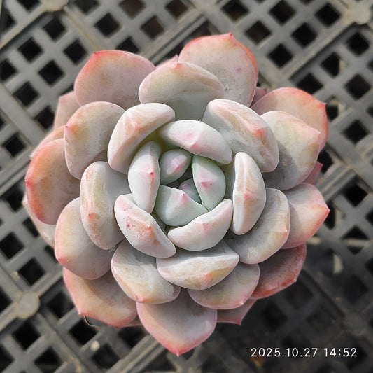20161 Echeveria Orange Monroe (5cm pot size)