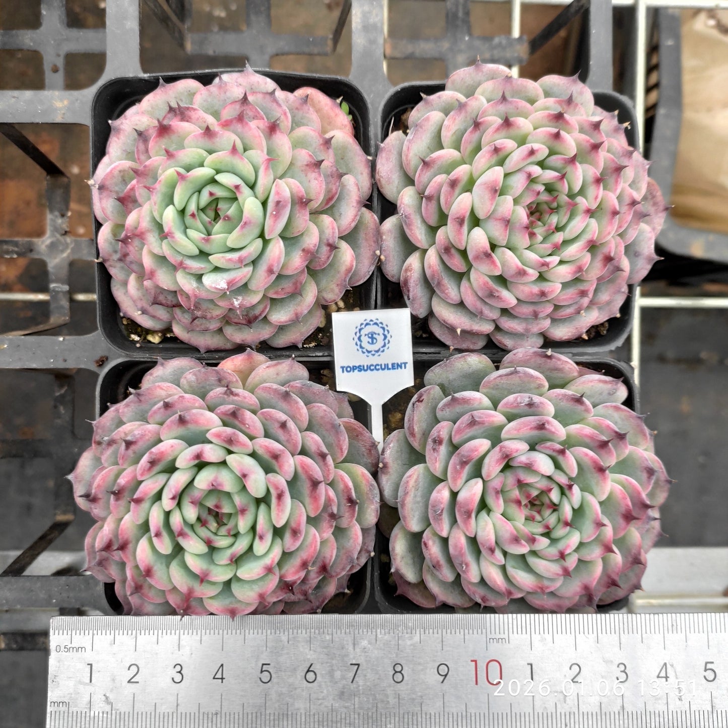 20762 Echeveria Marcel (7cm pot size)