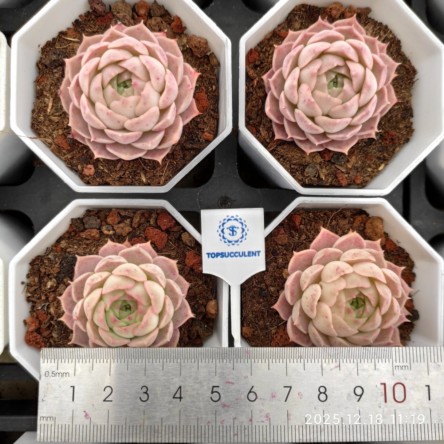 15292 Echeveria Sharlot Rose (7cm pot size)