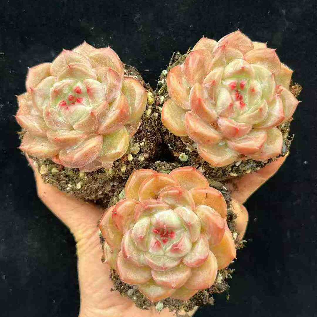 23600 Echeveria Bessefendi (9cm pot size)