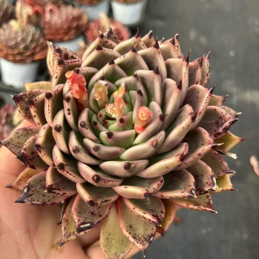 25312 Echeveria Hallowen (9cm pot size)