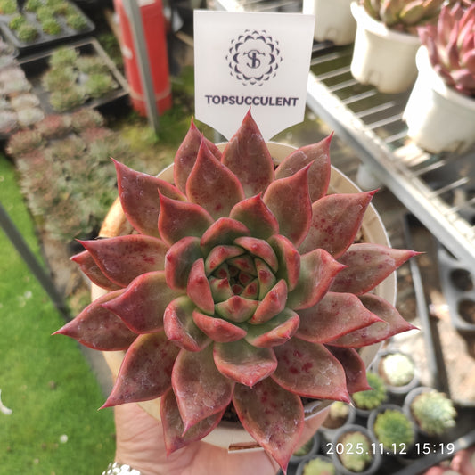 22532 Echeveria Agavoides Pink Diamond (16cm pot size)