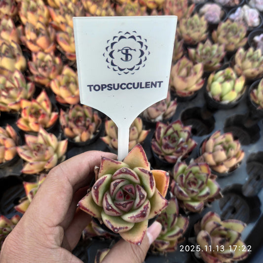 19242 Echeveria Ebony Hyb (5.5cm pot size)