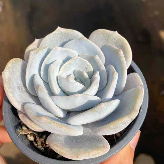 11211 Echeveria Noisy Frost (9cm pot size)