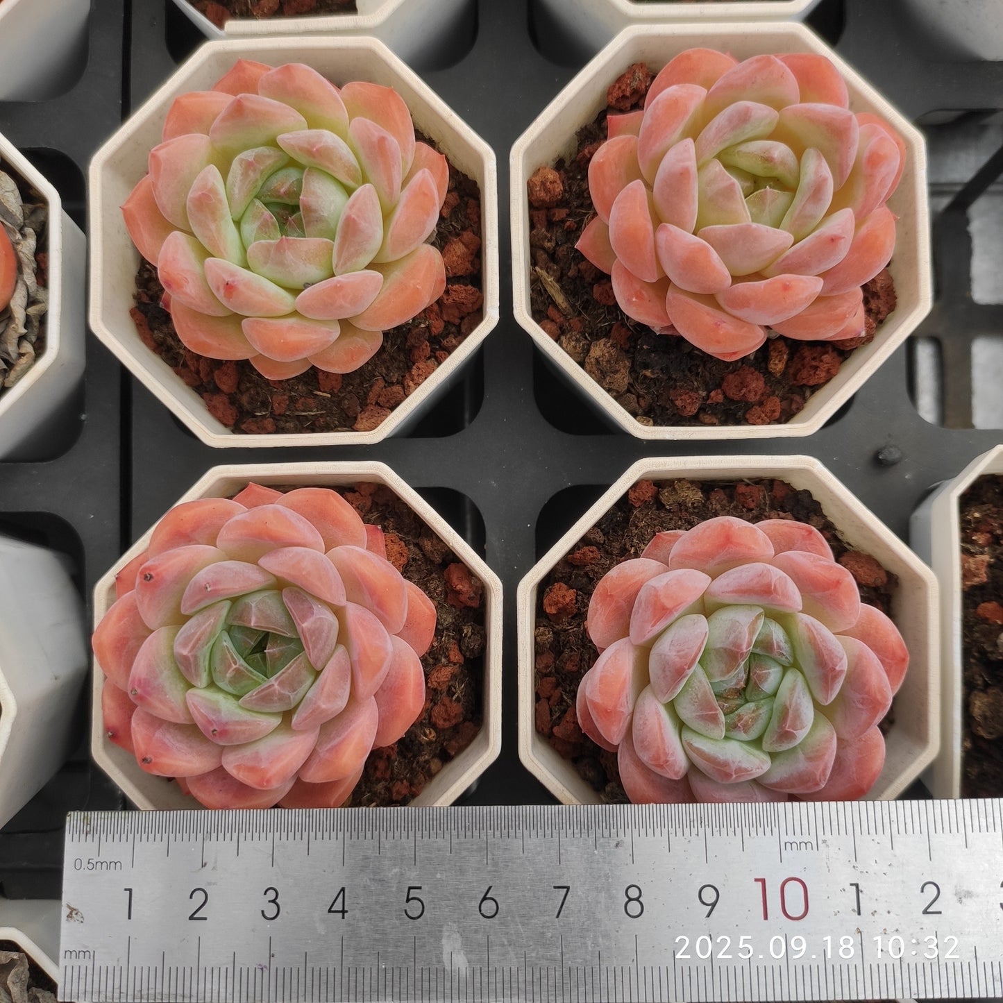 0215 Echeveria Lonely Heart (7cm pot size)