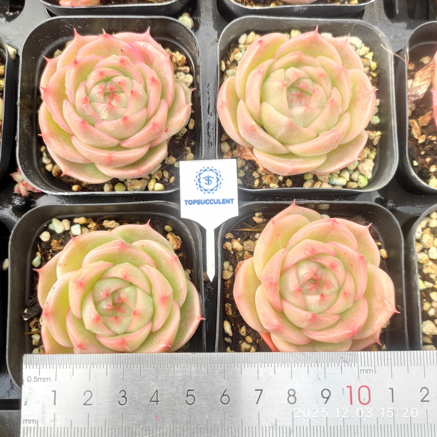 23111 Echeveria Jenny Malgan Hyb (7cm pot size)