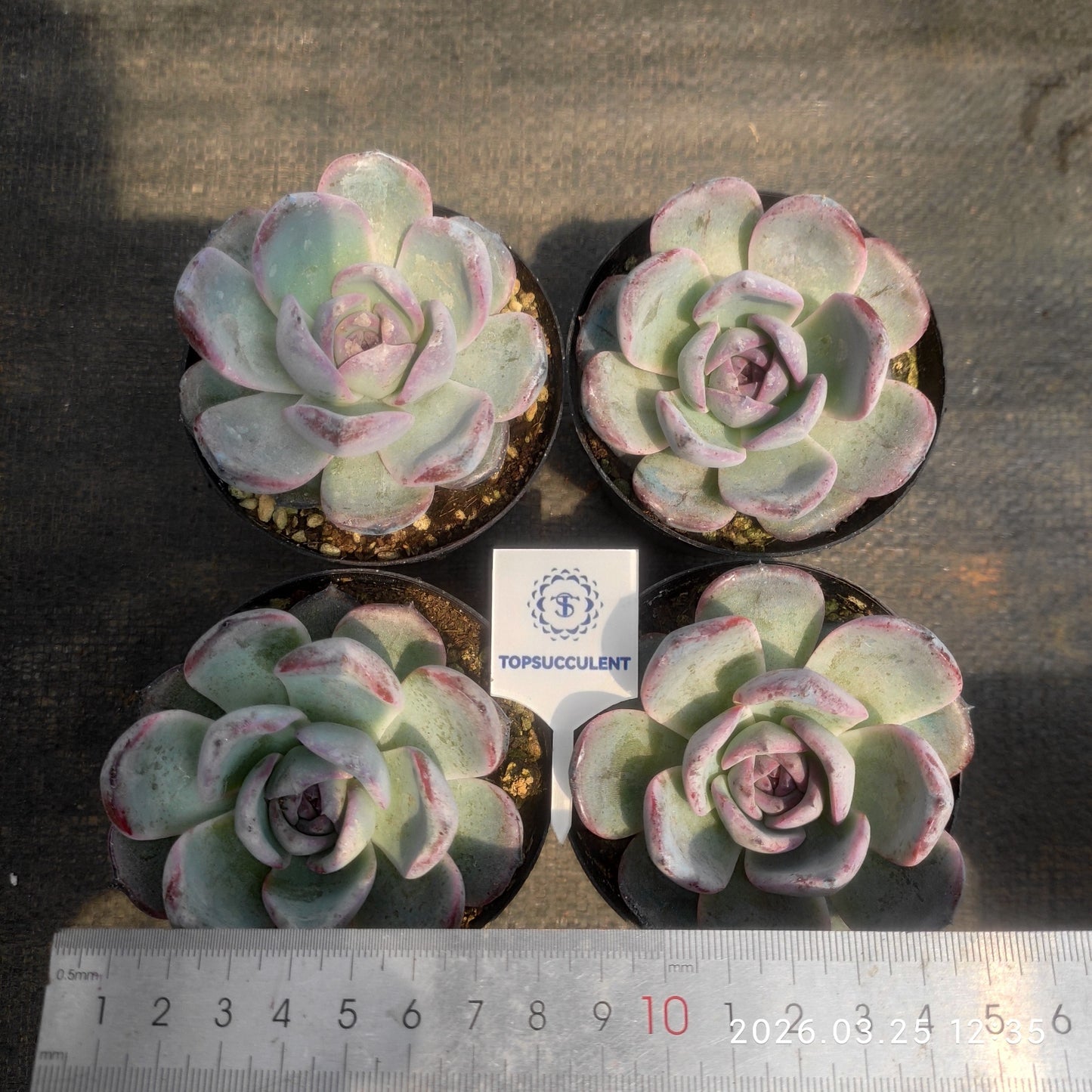 25156 Echeveria Black Monroe (9cm pot size)