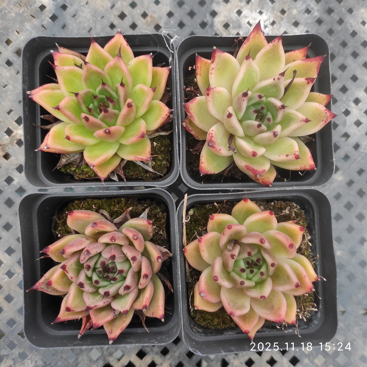 16706 Echeveria Hallowen (6.5cm pot size)