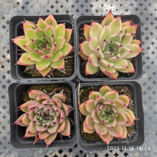 16706 Echeveria Hallowen (6.5cm pot size)