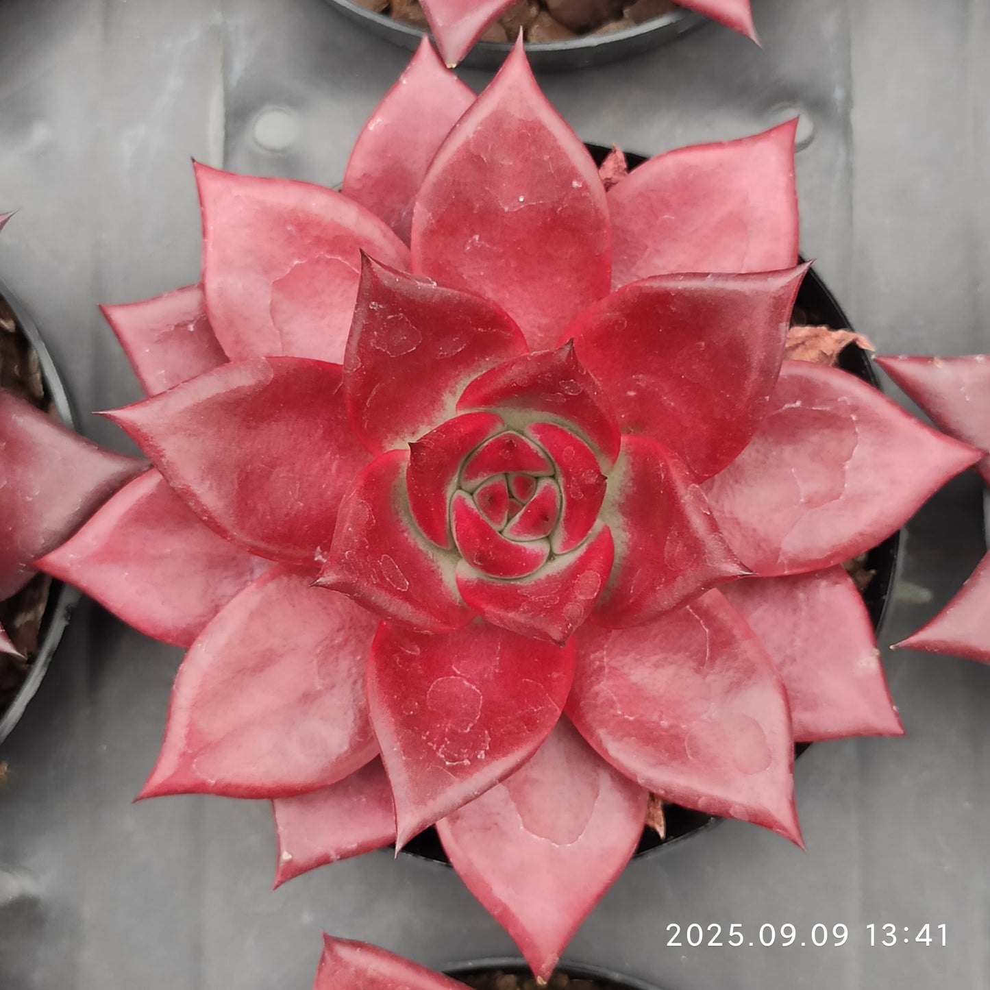 MMT627 Echeveria Robin(9cm pot size)
