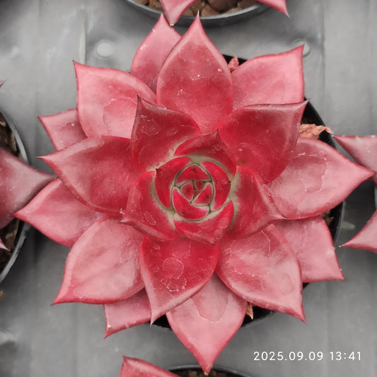 MMT627 Echeveria Robin(9cm pot size)