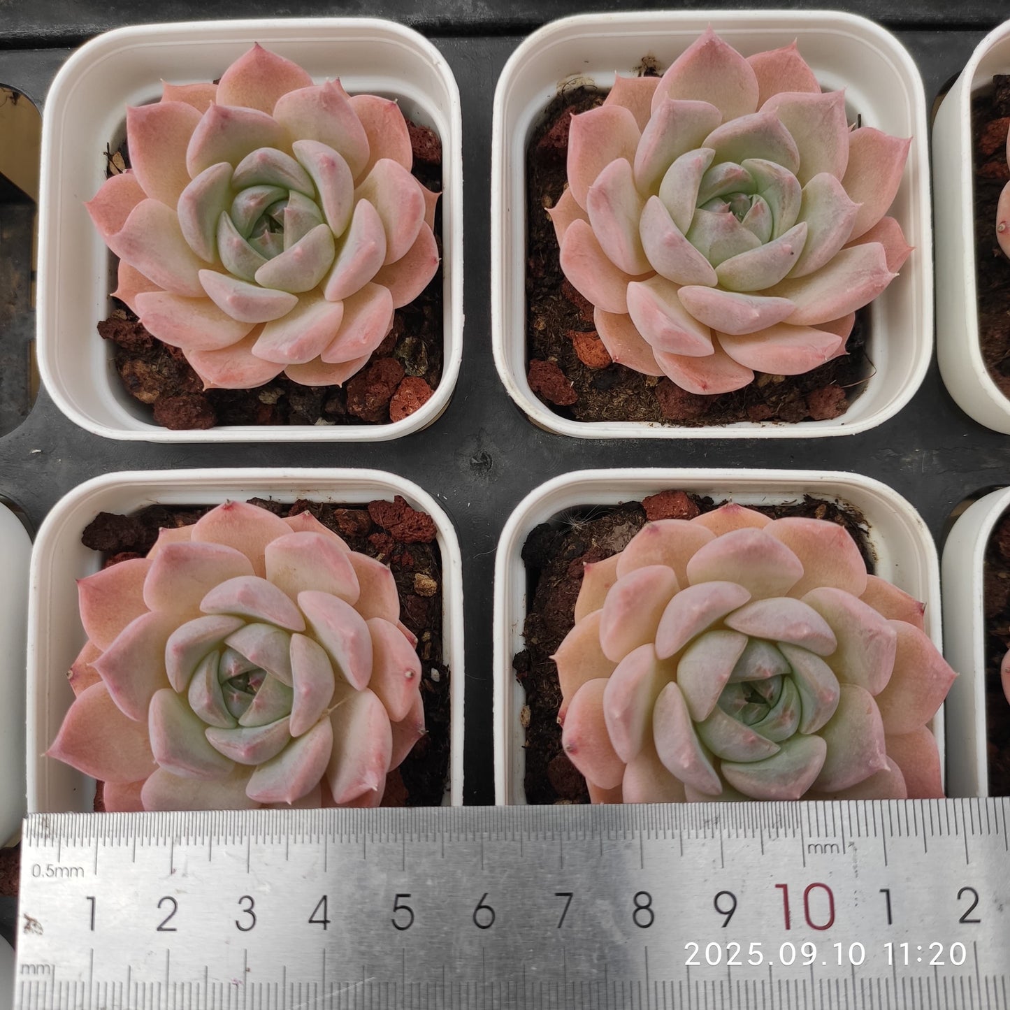 HG023 Echeveria Malgan Hyb(7cm pot size)