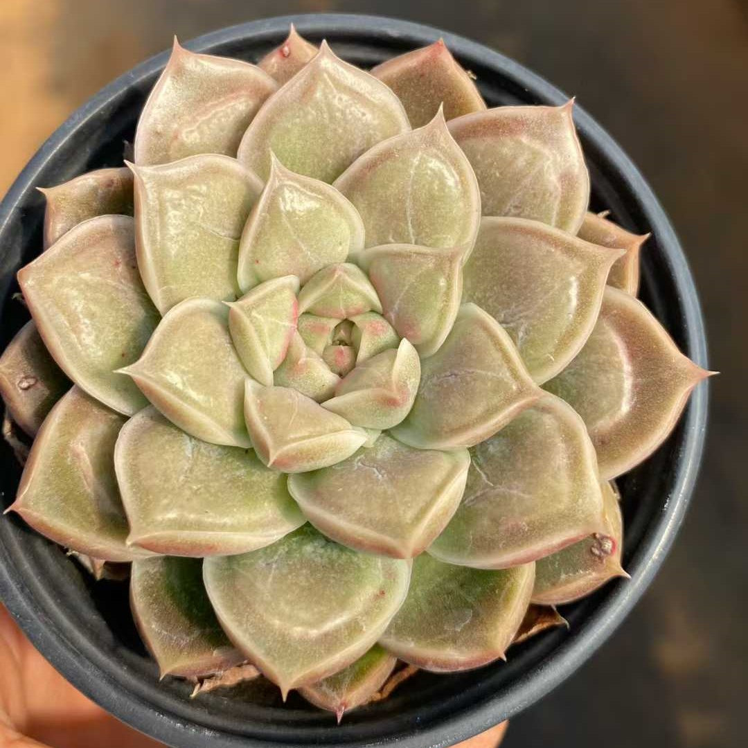 15417 Echeveria Doctor Strange (9cm pot size)