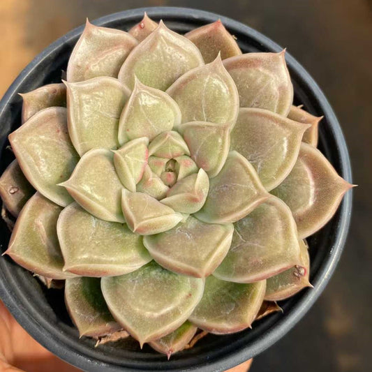 15417 Echeveria Doctor Strange (9cm pot size)