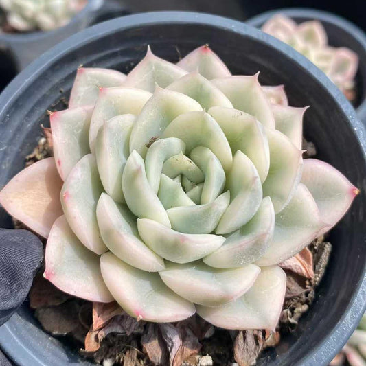15439 Echeveria Moon Fairy Variegated (9cm pot size)