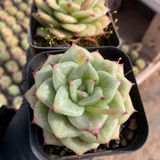 12222 Echeveria Rambler (7cm pot size)
