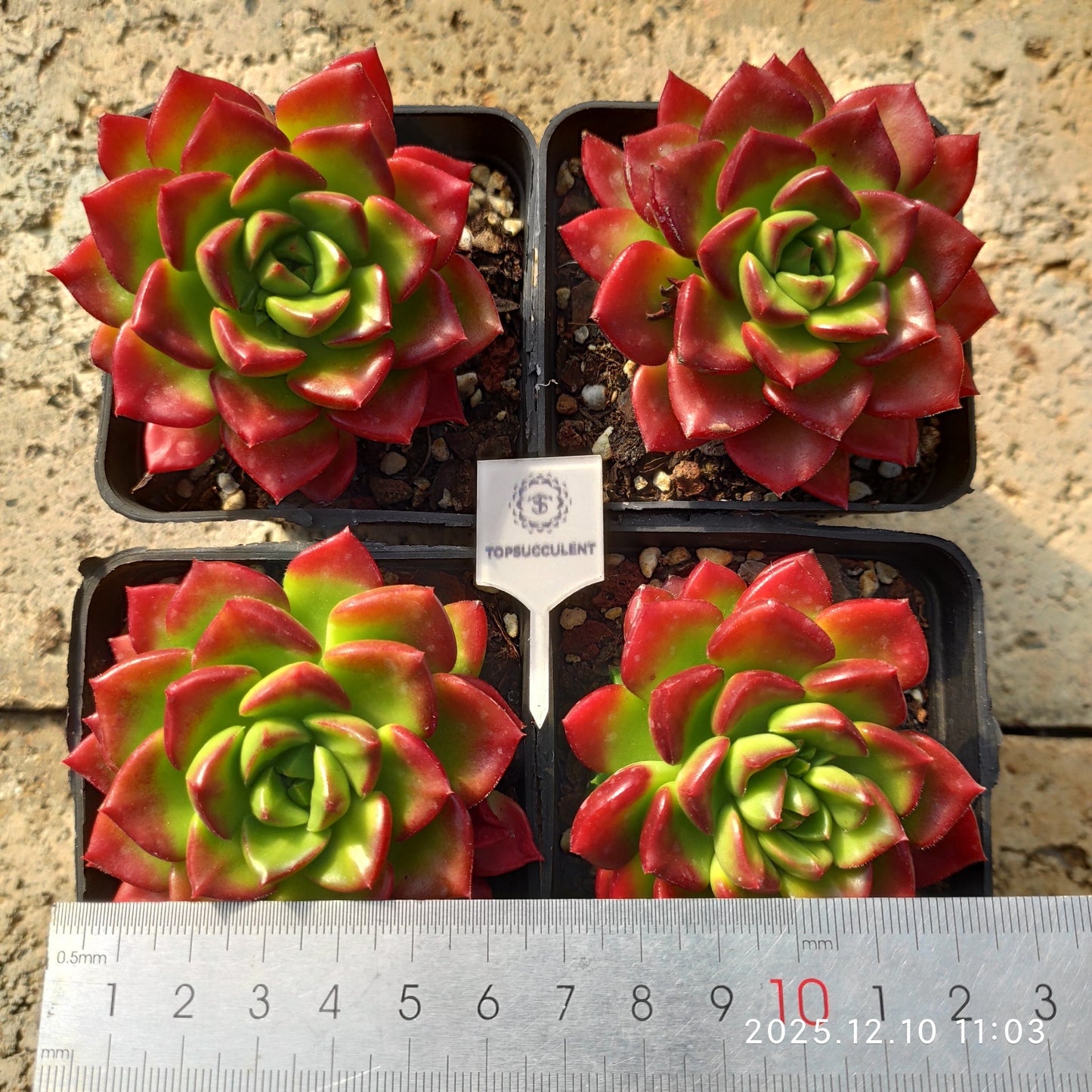 23356 Echeveria Letizia (7cm pot size)