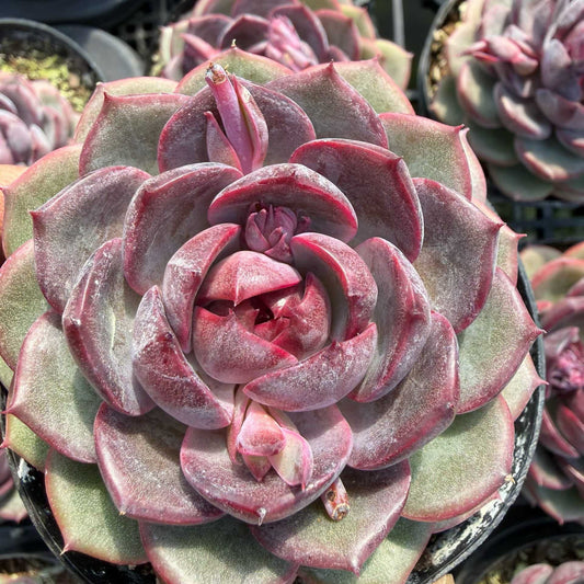 20056 Echeveria Cheese Blueberry (9cm pot size)