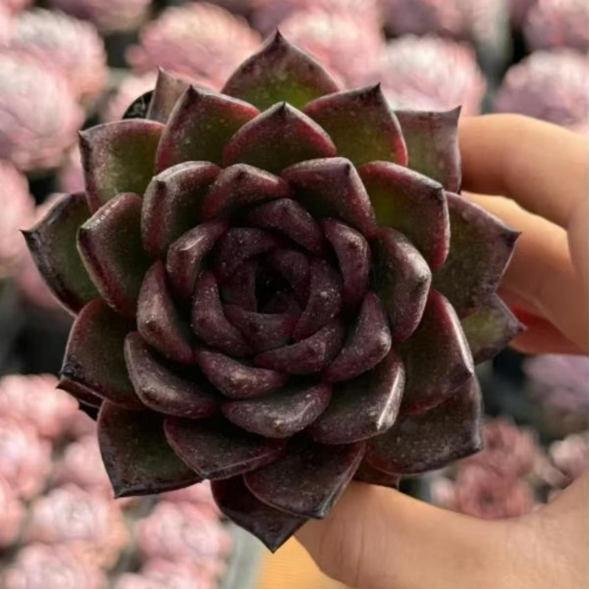 21979 Echeveria Nocturne (7cm pot size)