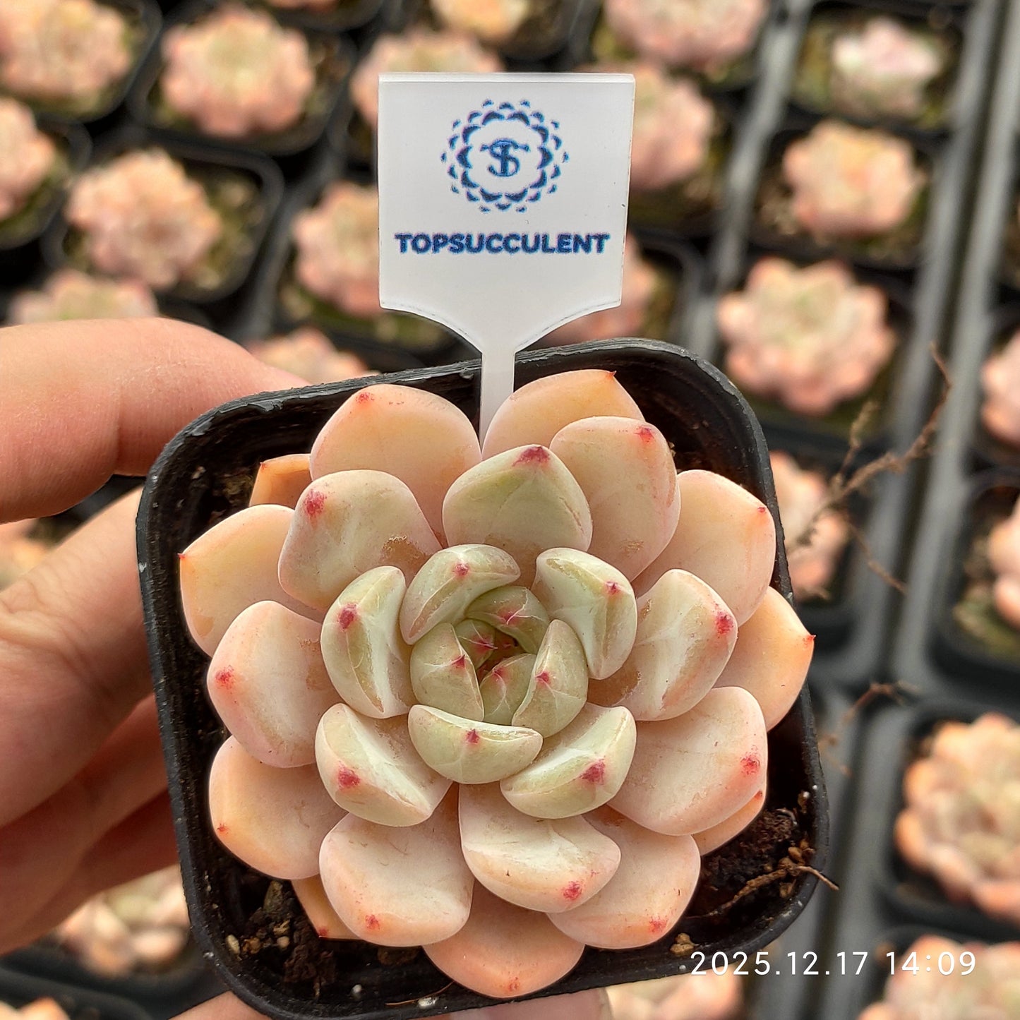 23774 Echeveria White Minima Hyb (5.5cm pot size)