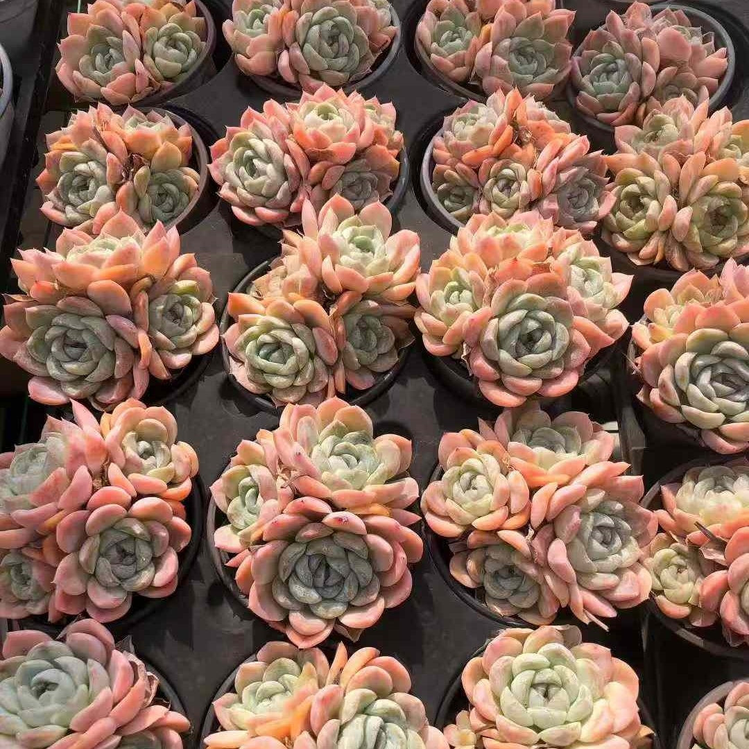 23612 Echeveria Caramel Ice Spirit (9cm pot size)