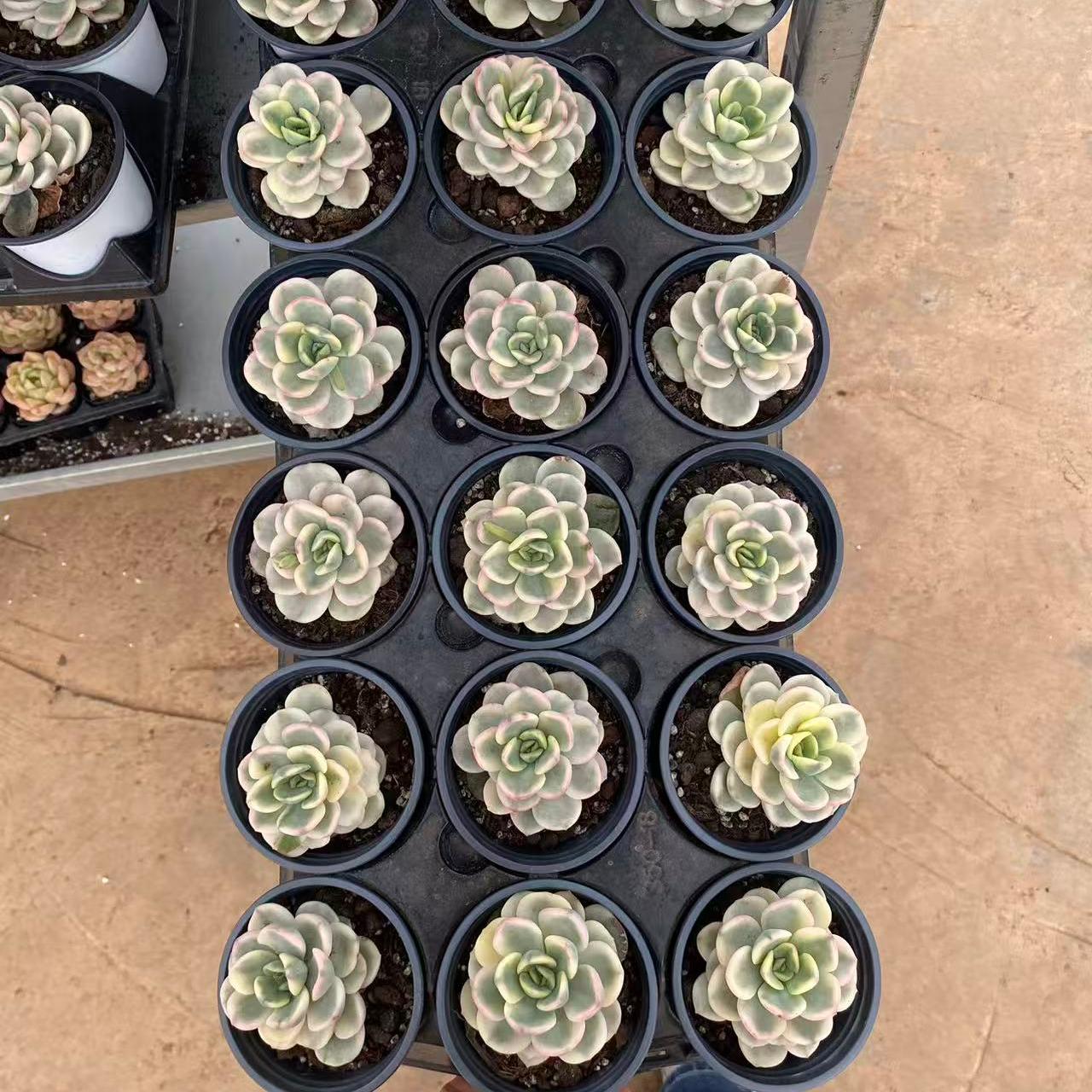 21945 Echeveria Friendship Variegated (9cm pot size)