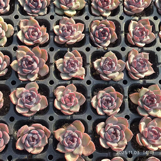 21940 Echeveria Cheese Blueberry (3cm pot size)
