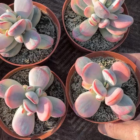 24947 Echeveria Orbiculata Variegated (9cm pot size)