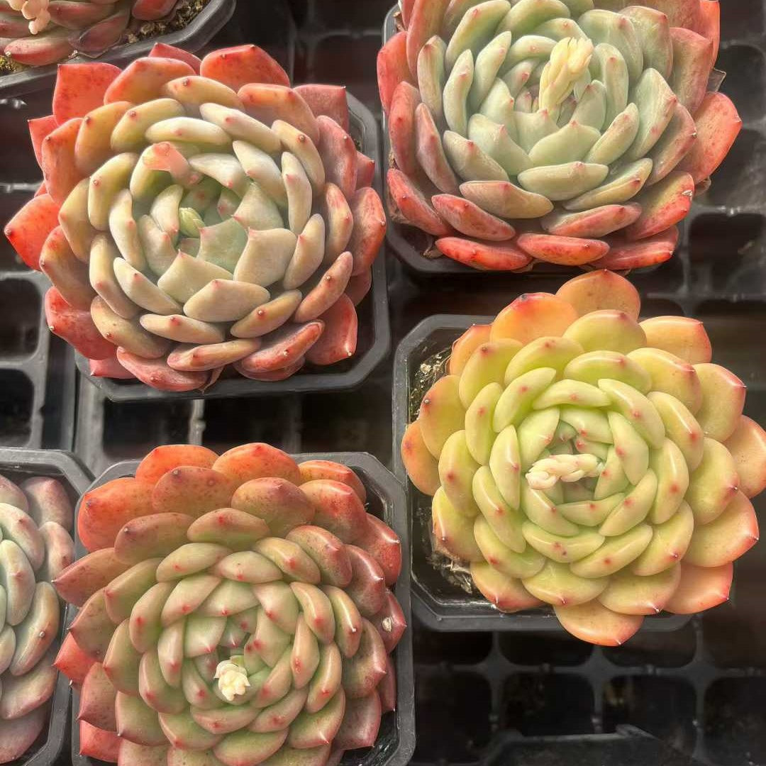 25314 Echeveria Luna (9cm pot size)
