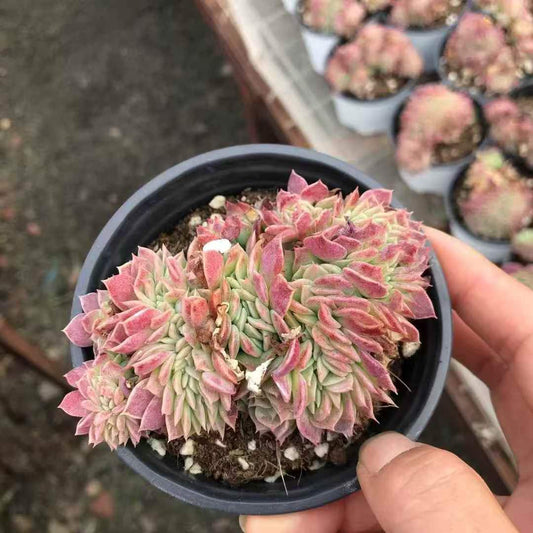 265275 Echeveria Macdogari Cristata (10cm pot size)