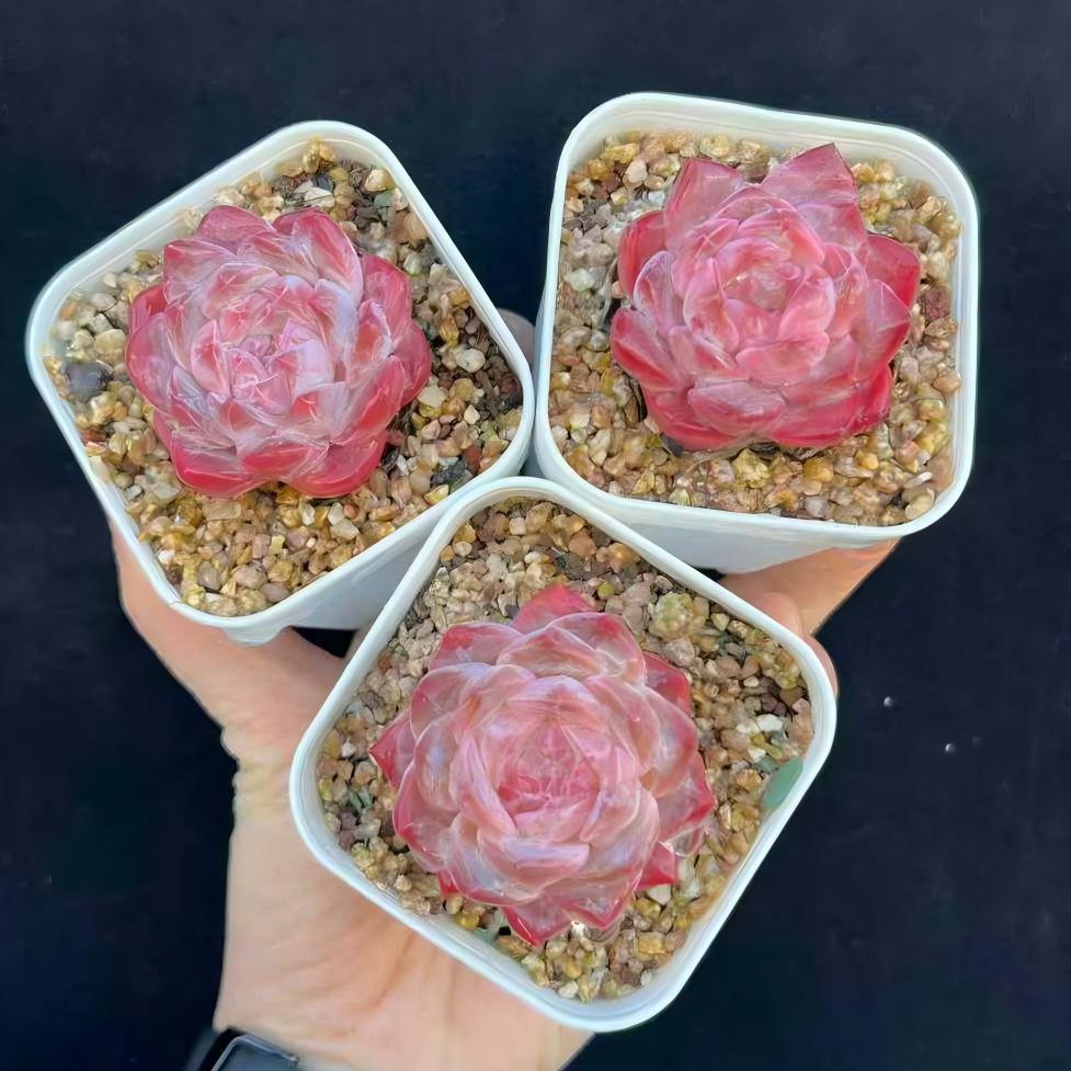 24811 Echeveria Crystal Lake (7cm pot size)