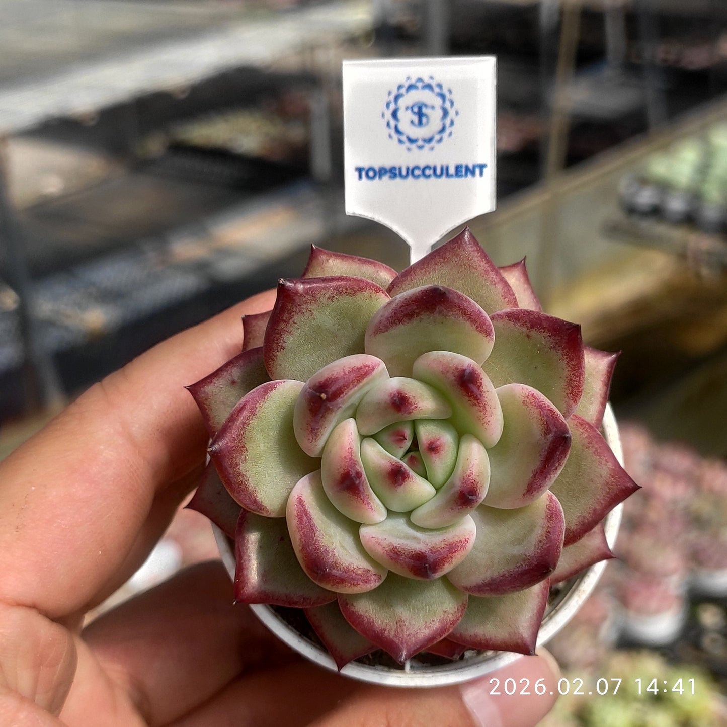 25590 Echeveria Dazzling Star (5.5cm pot size)