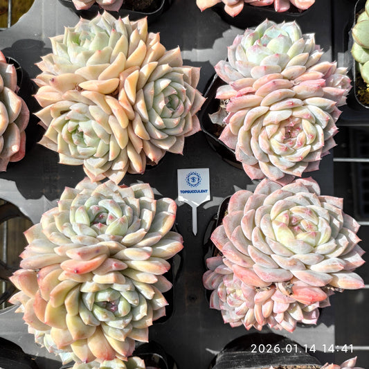 22448 Echeveria Sugar Crystal (7cm pot size)