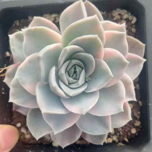 24603 Echeveria Harry Watson Variegated (12cm pot size)