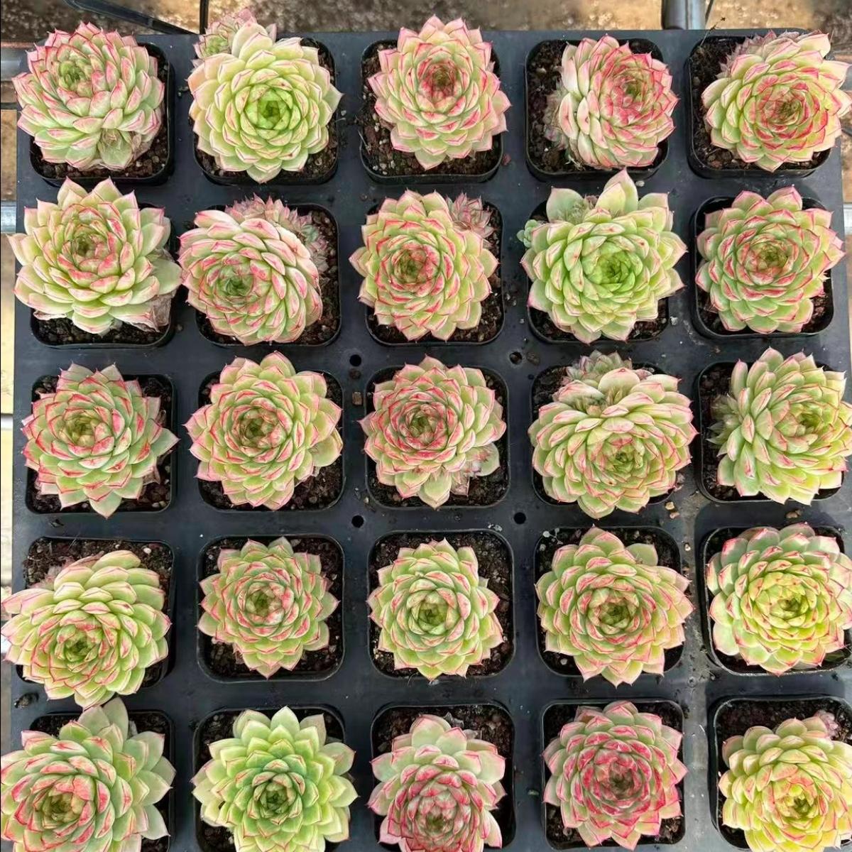 23002 Echeveria Nightingale (6cm pot size)