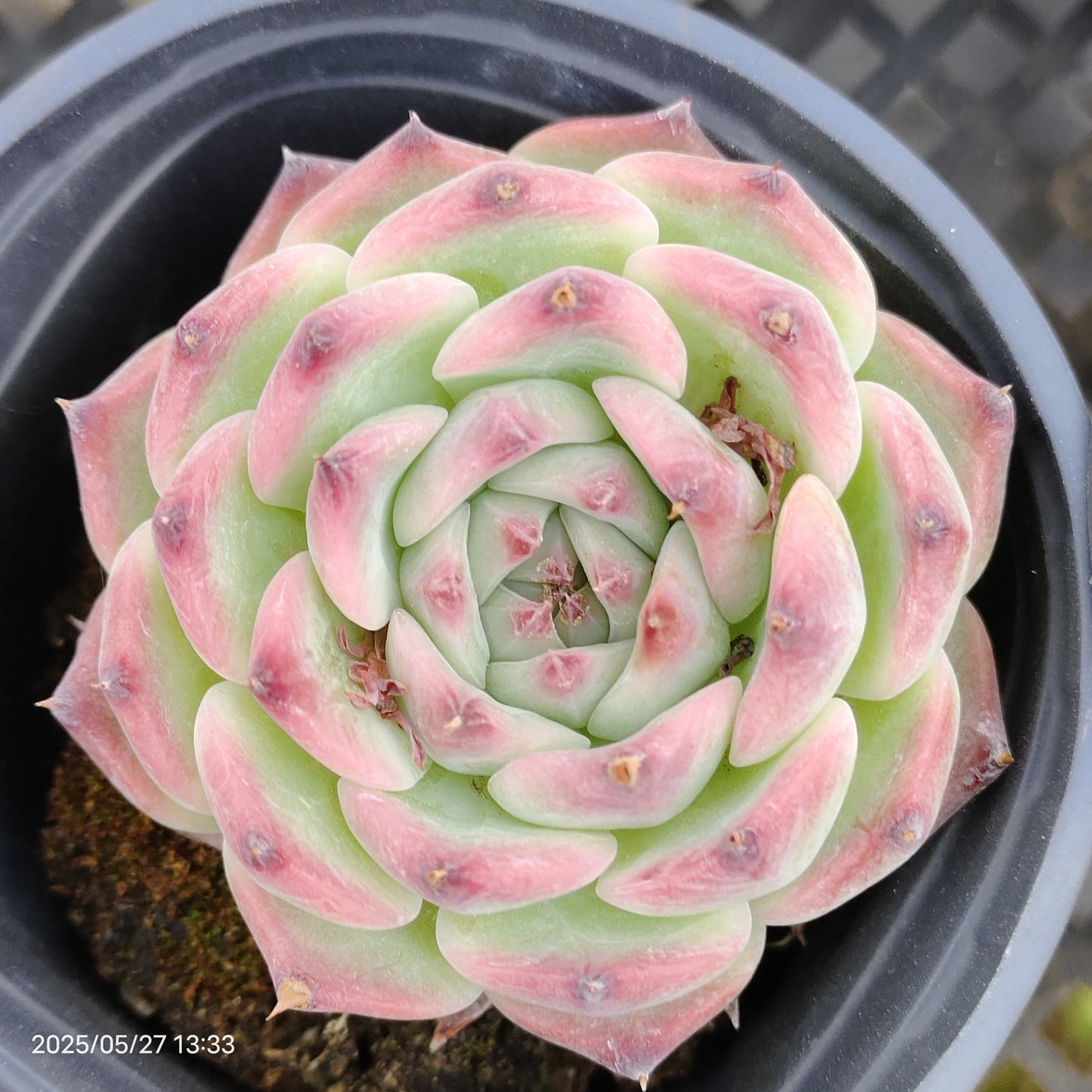 0353 Echeveria Chihuahuaensis (9cm pot size)