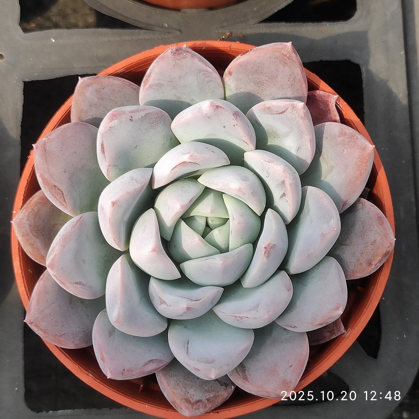 6322 Echeveria Lip Cloud (9cm pot size)