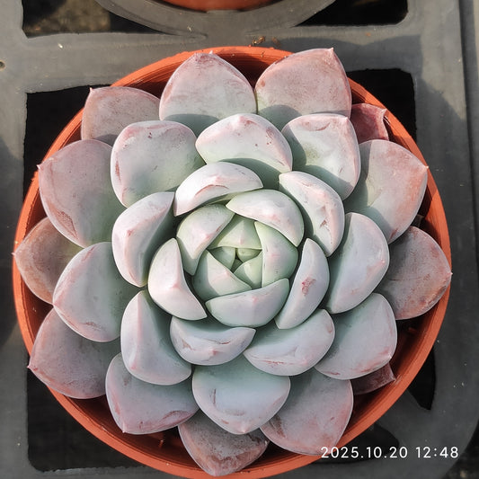 6322 Echeveria Lip Cloud (9cm pot size)