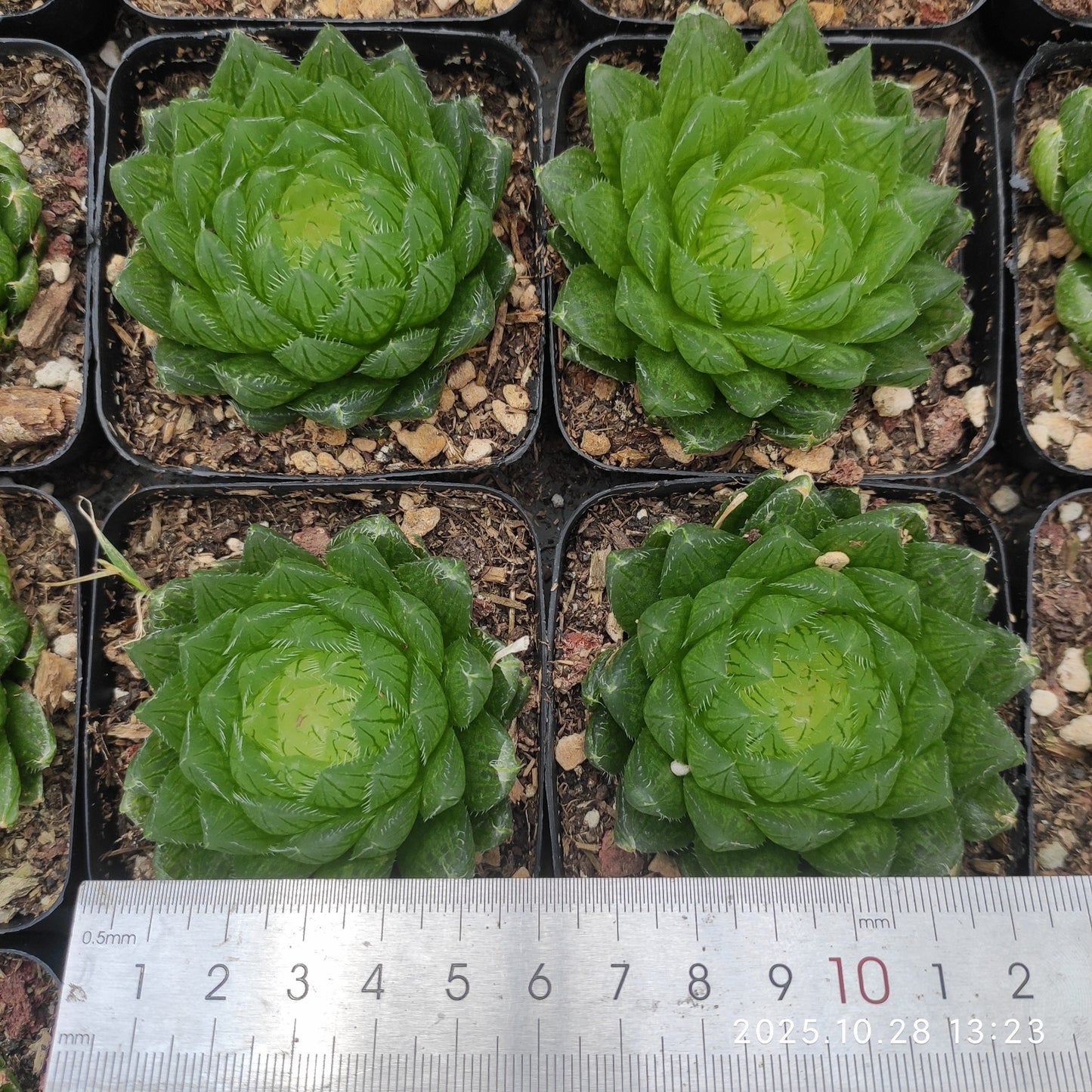 21225 Haworthia Cooperi var. Picturata (7cm pot size)