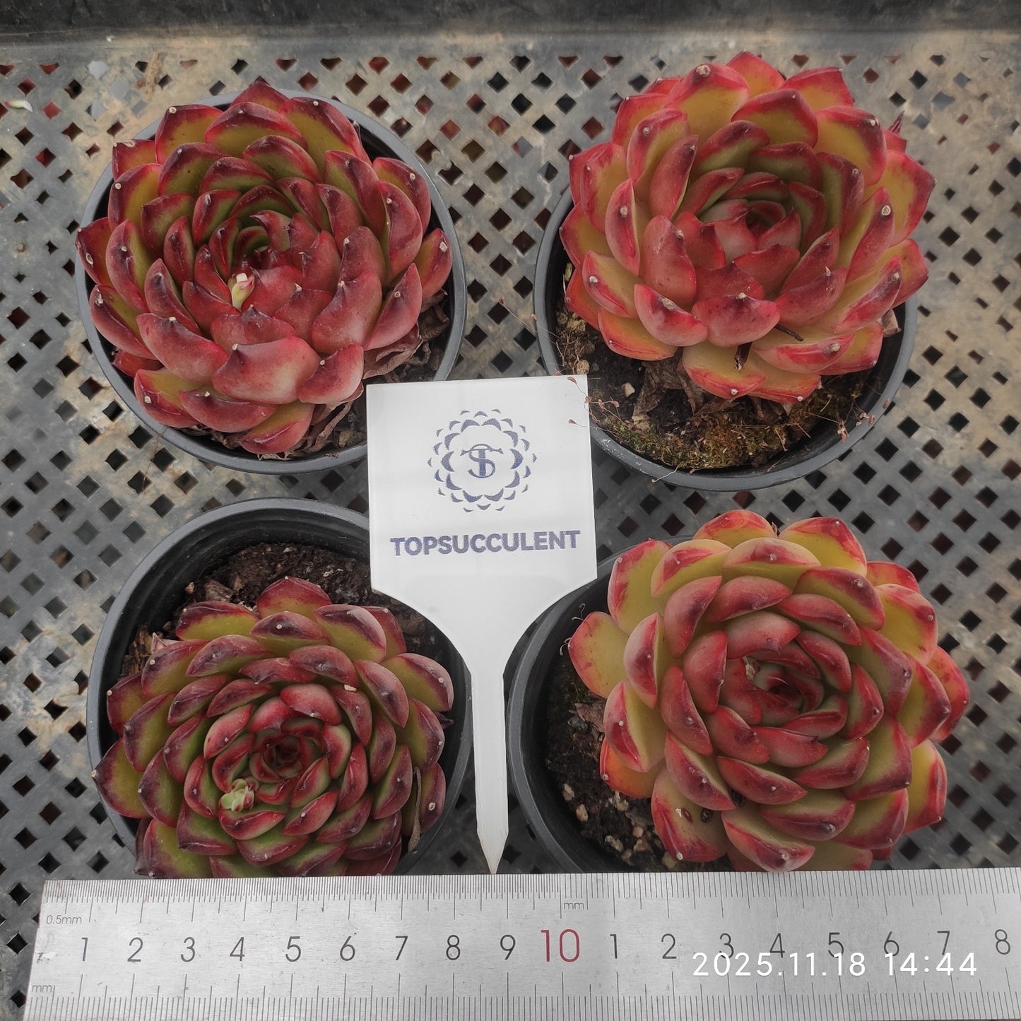 2809 Echeveria Red Moran (9cm pot size)